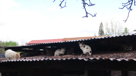 How to Stop Feral Cats Breeding On Your Property Image